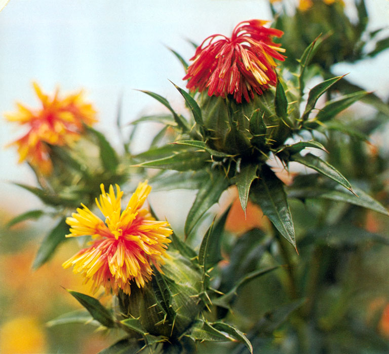 紅花の歴史文化館 紅花の豆知識